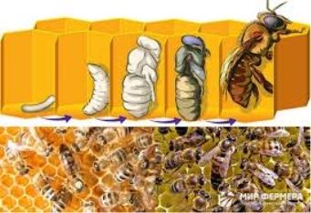 Як бджоли роблять мед етапи і короткий опис процесу - Vestzadat.biz.ua